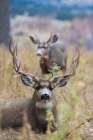 Alert mule deer buck resting Montana-USA Art Print